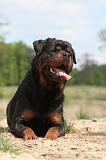 ROTTWEILER 245